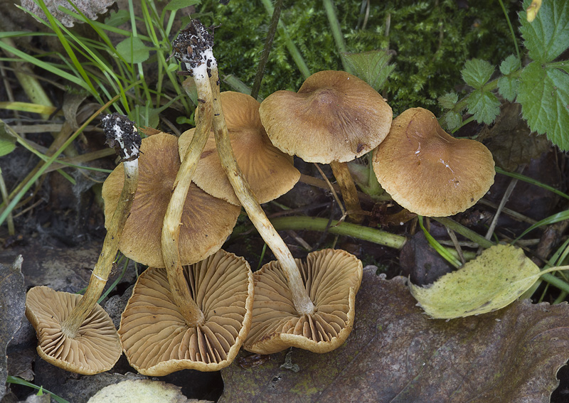 Cortinarius saniosus